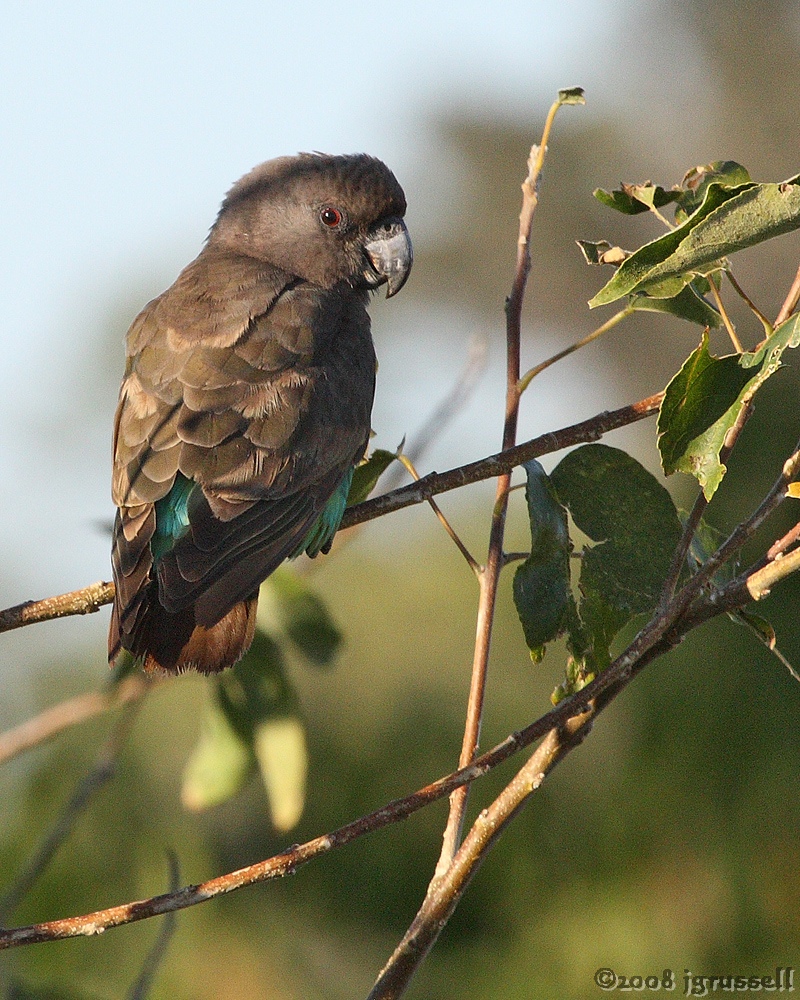 Meyers parrot