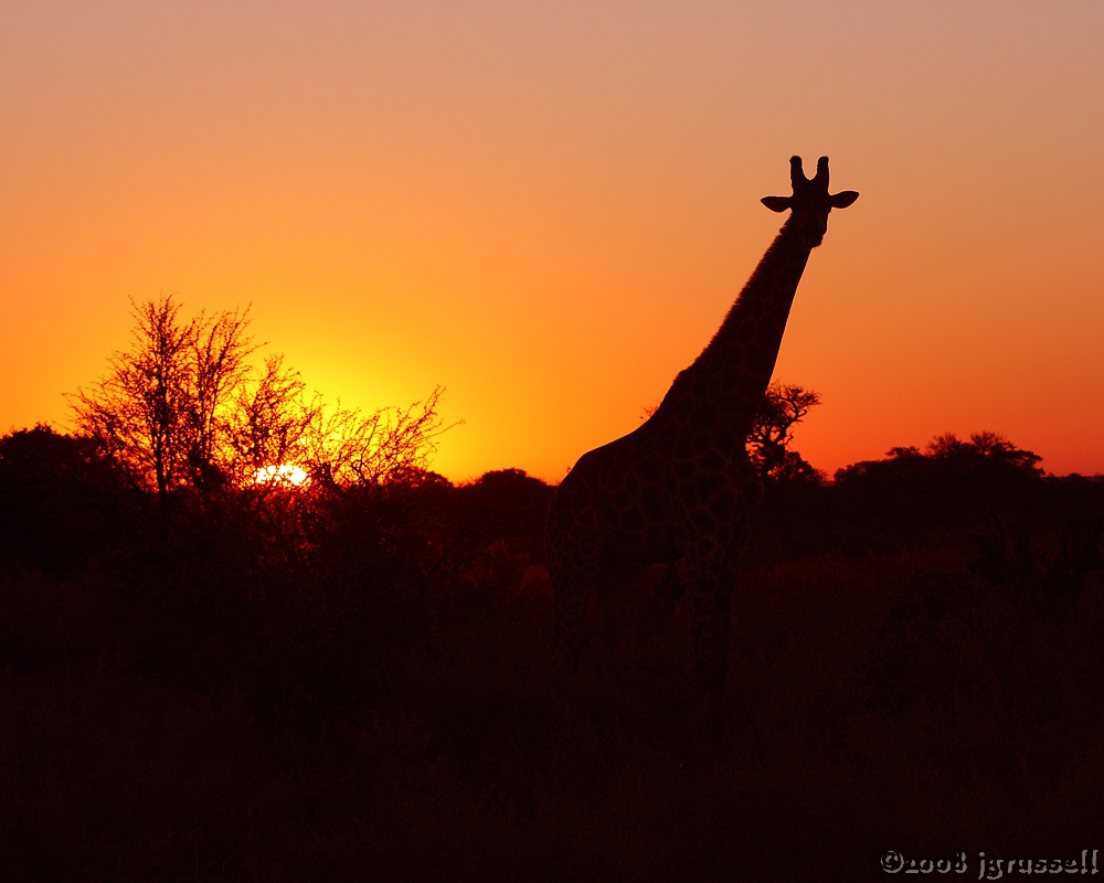 Giraffe in setting sun