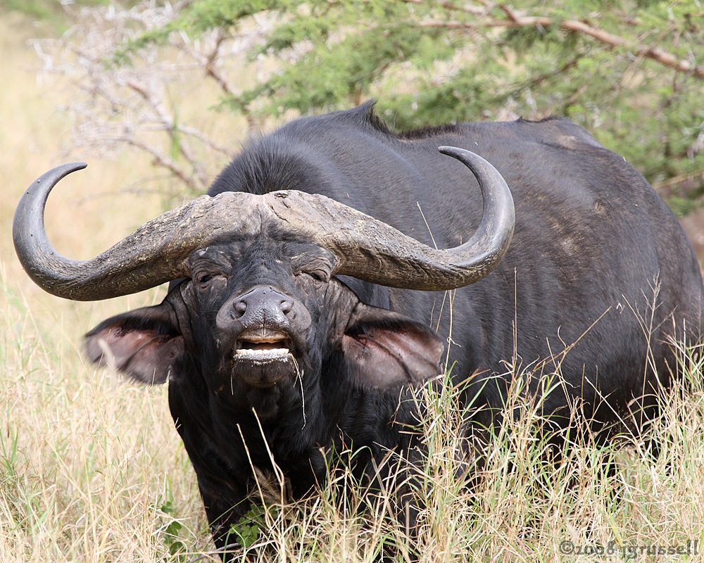 Cape buffalo