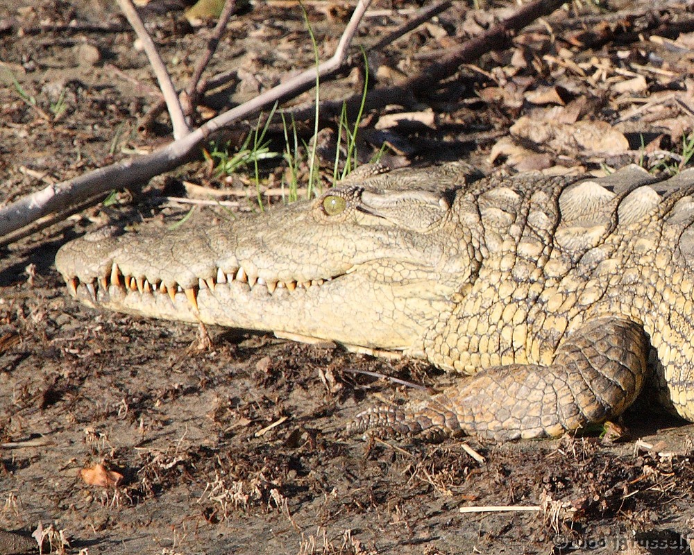 Crocodile