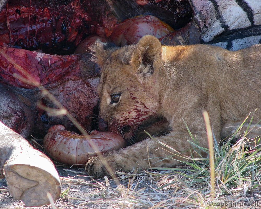 Cub continues feeding