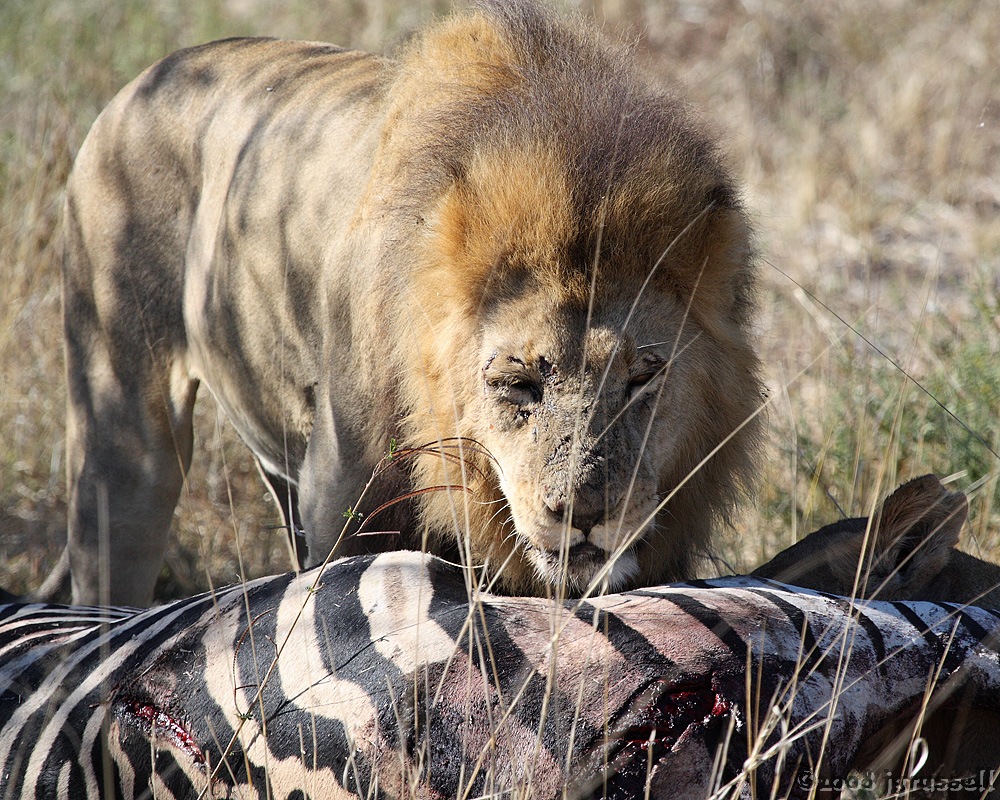 Male gets to eat first with one lioness