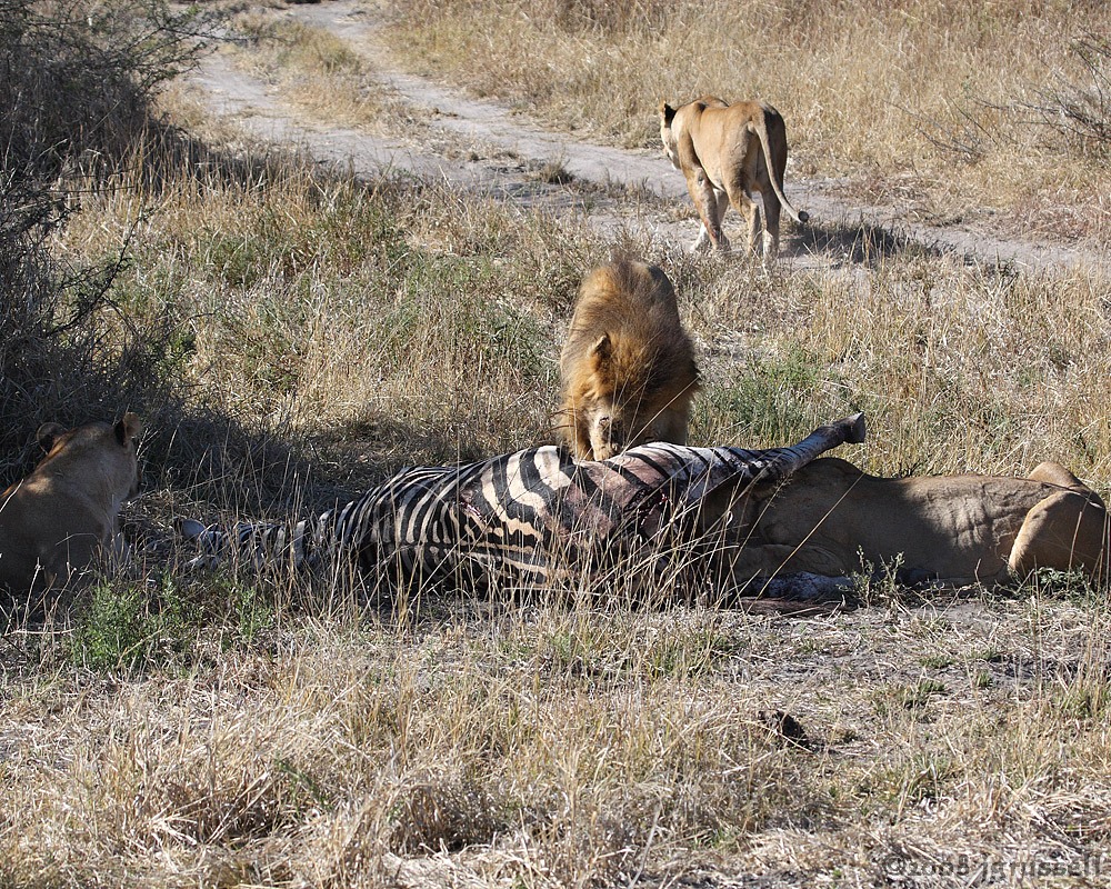 One lioness walks off into bush
