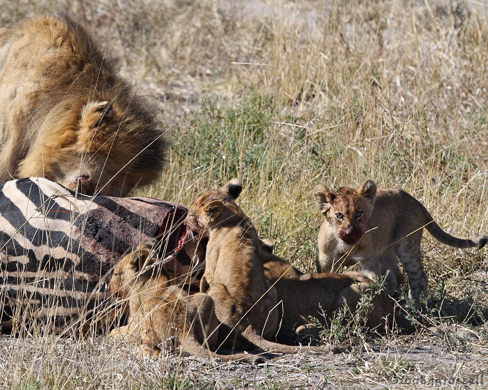 Male allows cubs to feed