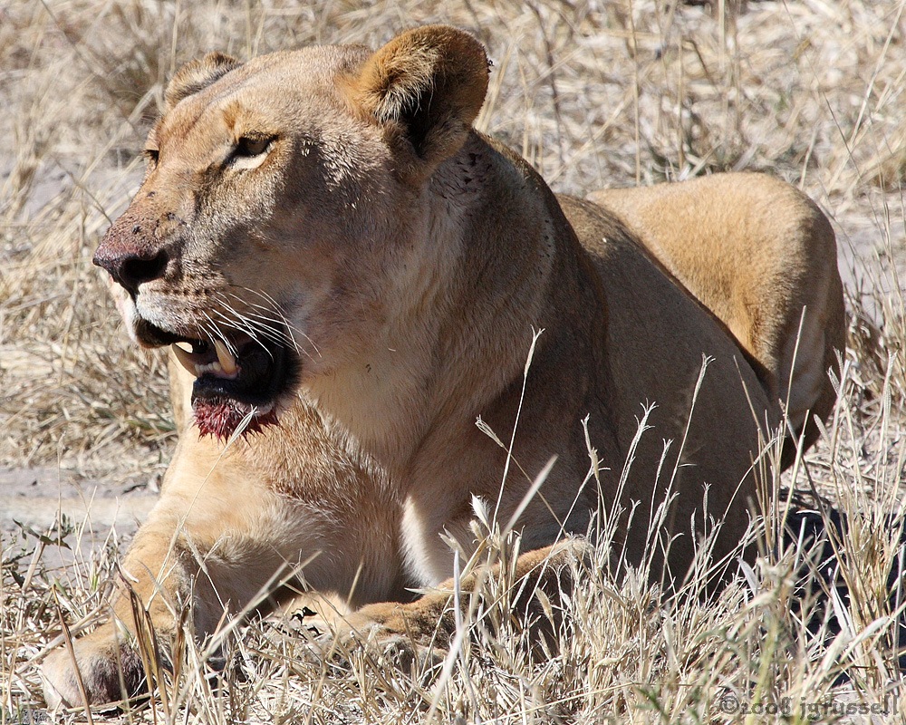 Lioness rests in sun