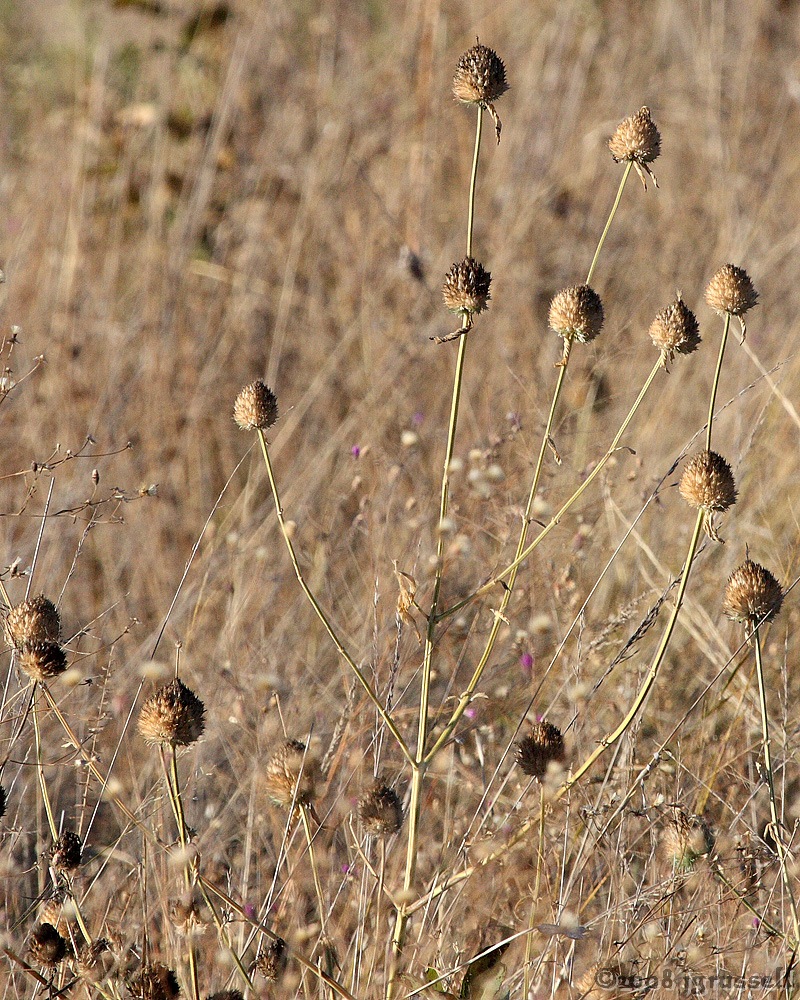 Ball-shaped grass plant