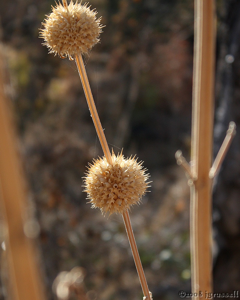 Ball-shaped grass plant