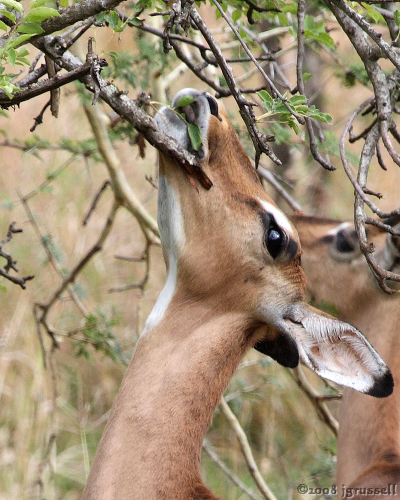 Impala doe