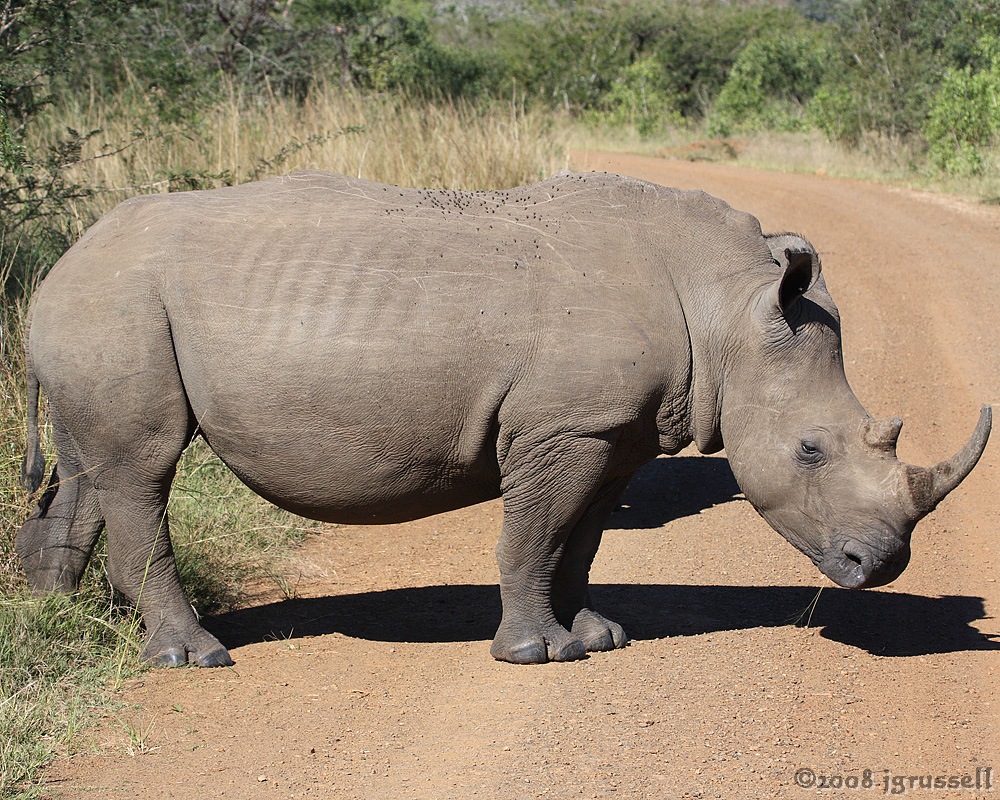 White rhino
