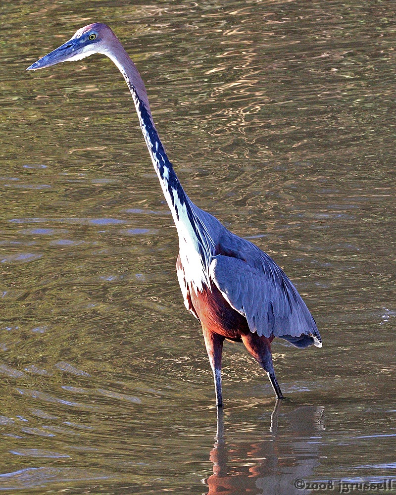 Goliath heron (South Africa)