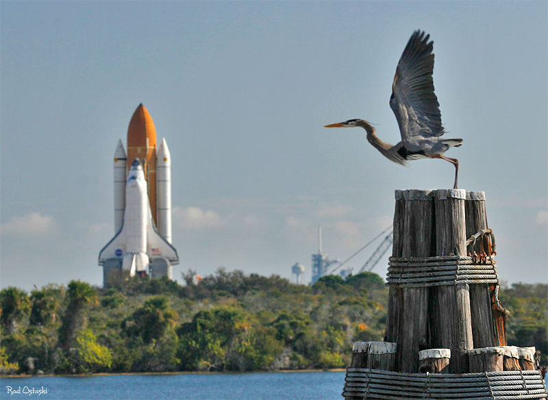 Birds of a feather prepare for flight as Atlantis rolls out to Pad 39A