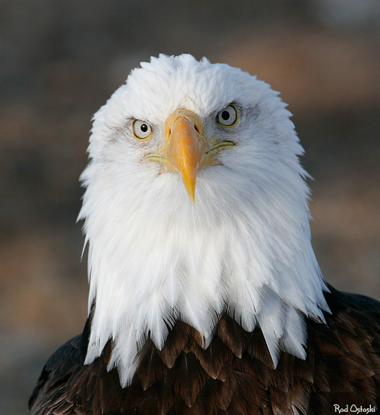 The American Bald Eagle