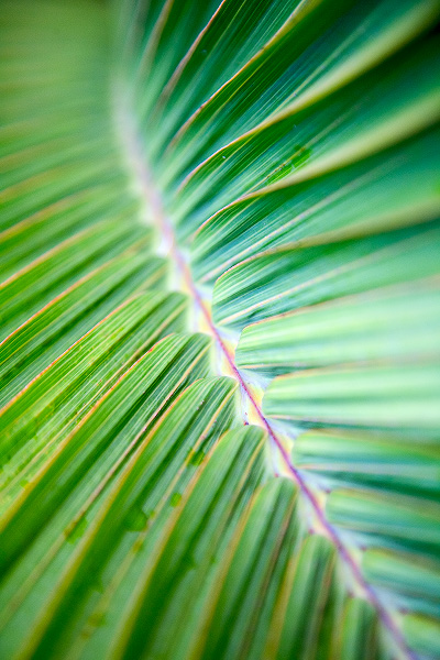 Verdant Frond