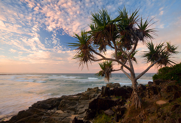 Pandanus Sunset