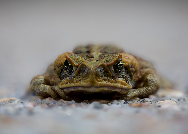 What you looking at!