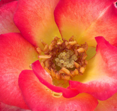 inside a rose