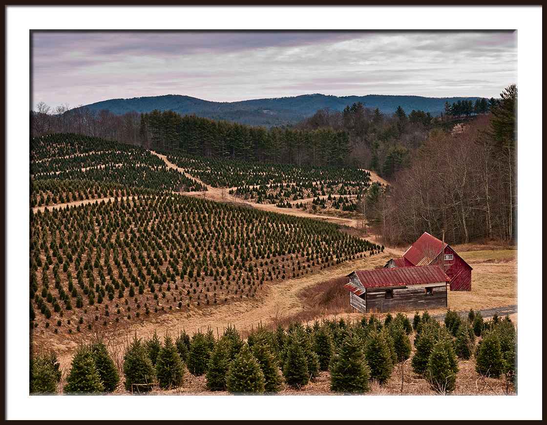 Christmas Tree Farm