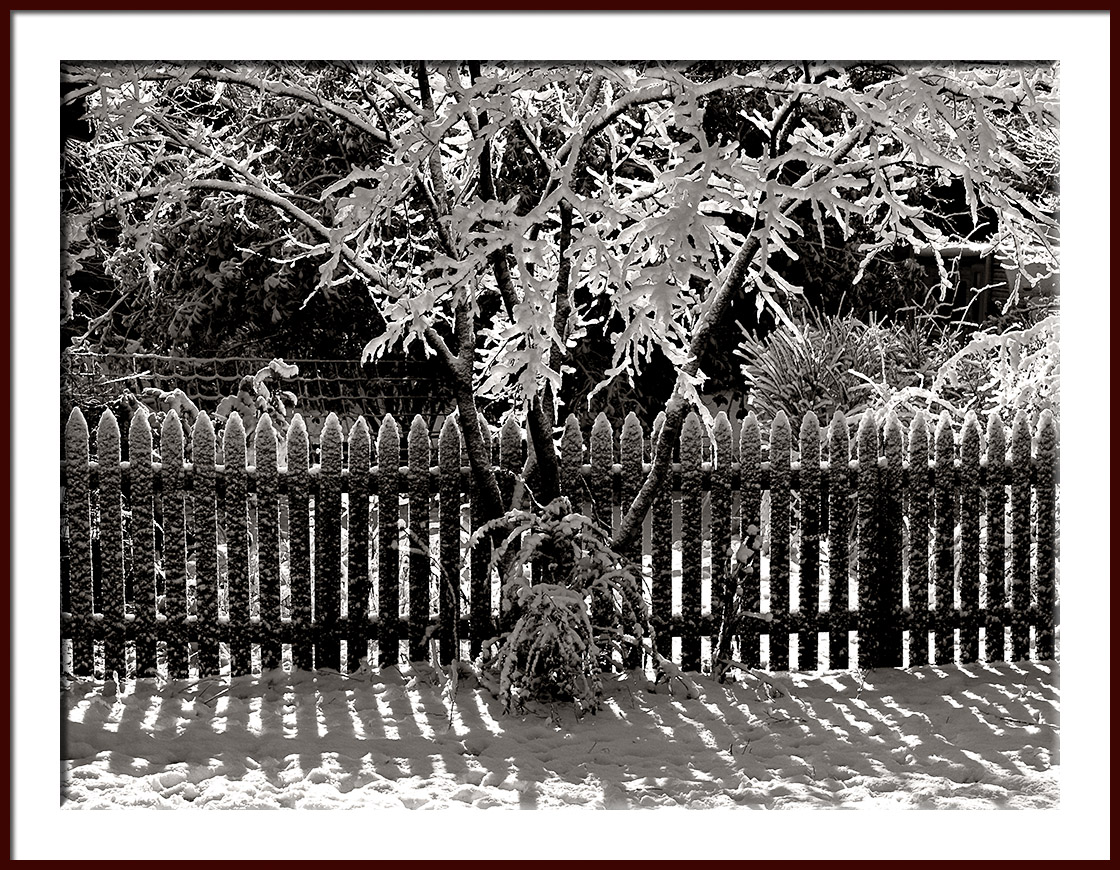 Tree Snow Sun