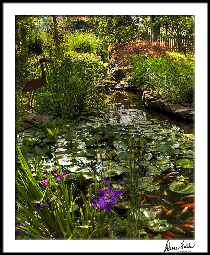 Sunrise Pond with Iris