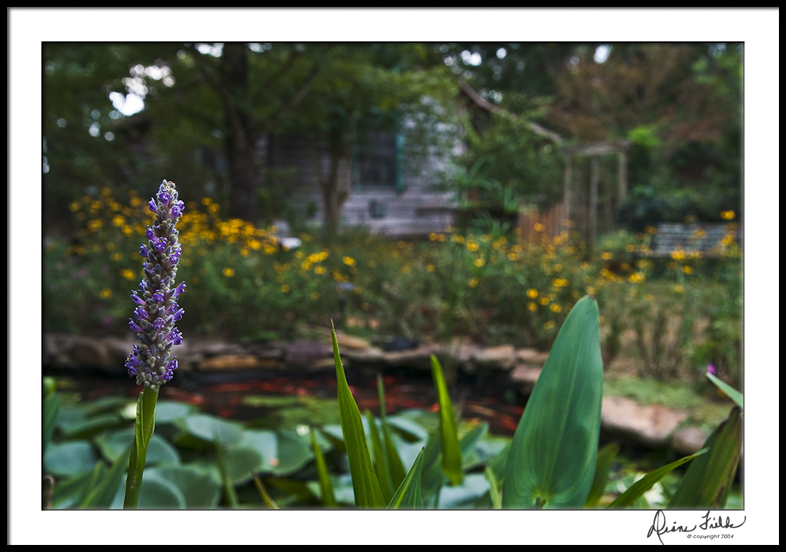 Another View--Cloudy Afternoon at the Pond