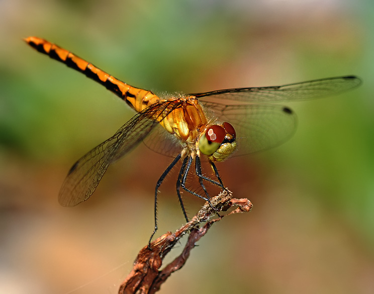 Dragonfly