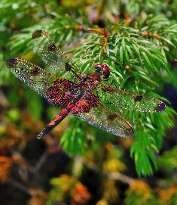 Elisa Skimmer