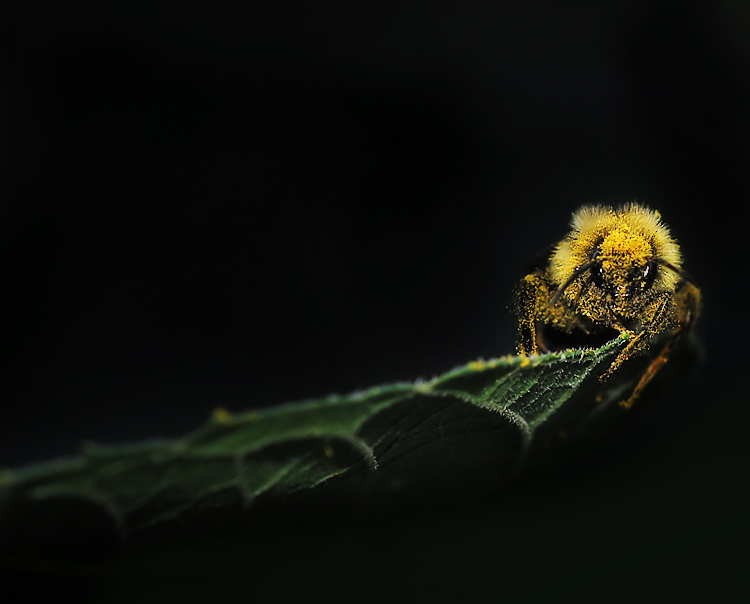 On the Edge