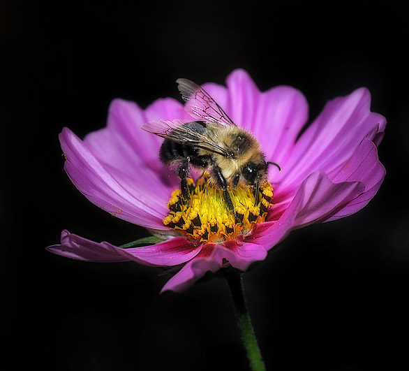 Bee on the Cosmo
