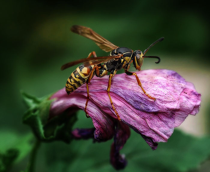 Wasp