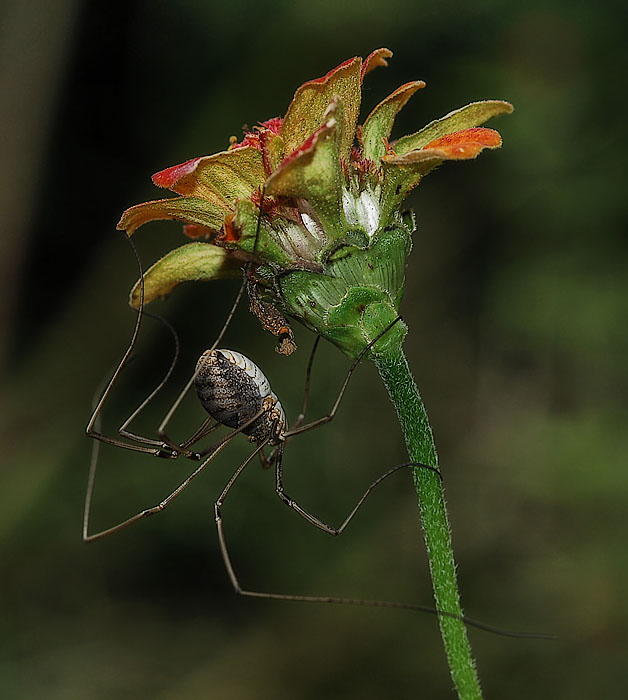 Daddy Long Legs Spider