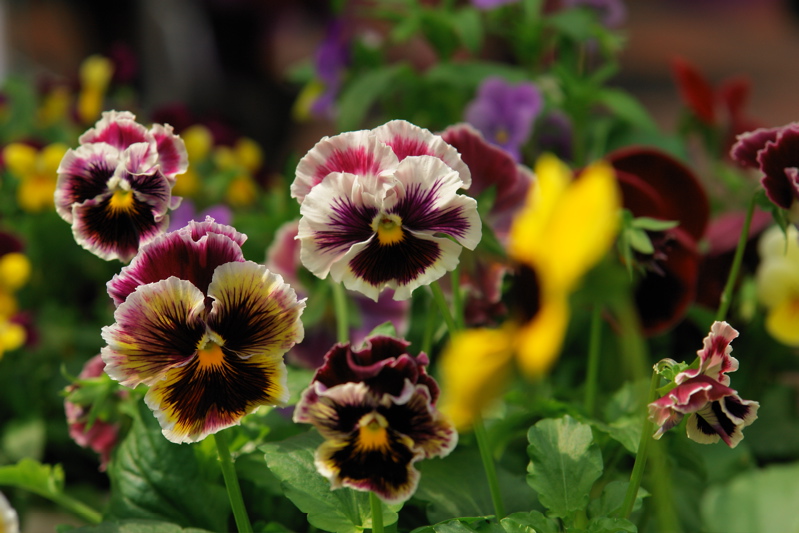 1542DSC04535.jpg just found!  i like this pansy and image