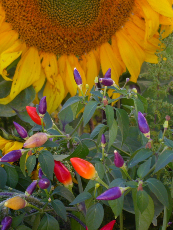DSCN9914_2.jpg