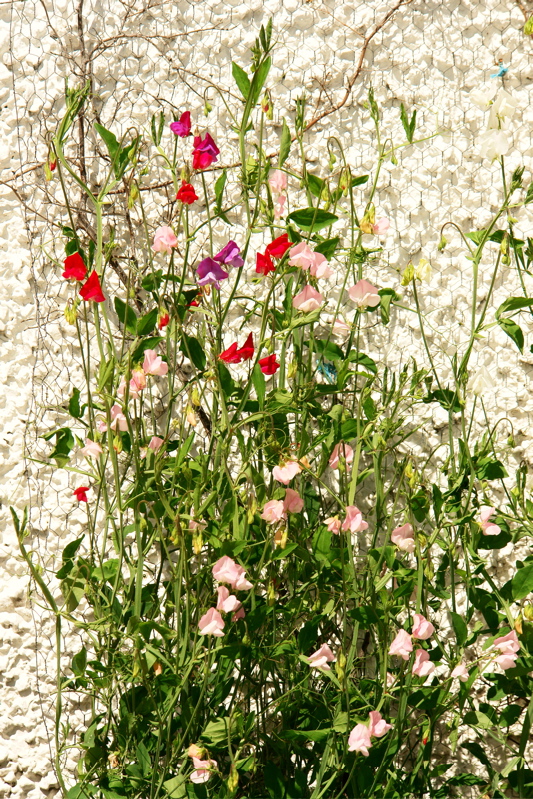 693DSC01667i.jpg SWEET PEAS.... Happy Birthday Lois!