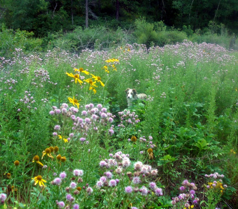 Flower Patch