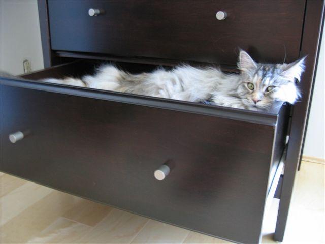 Bootsie