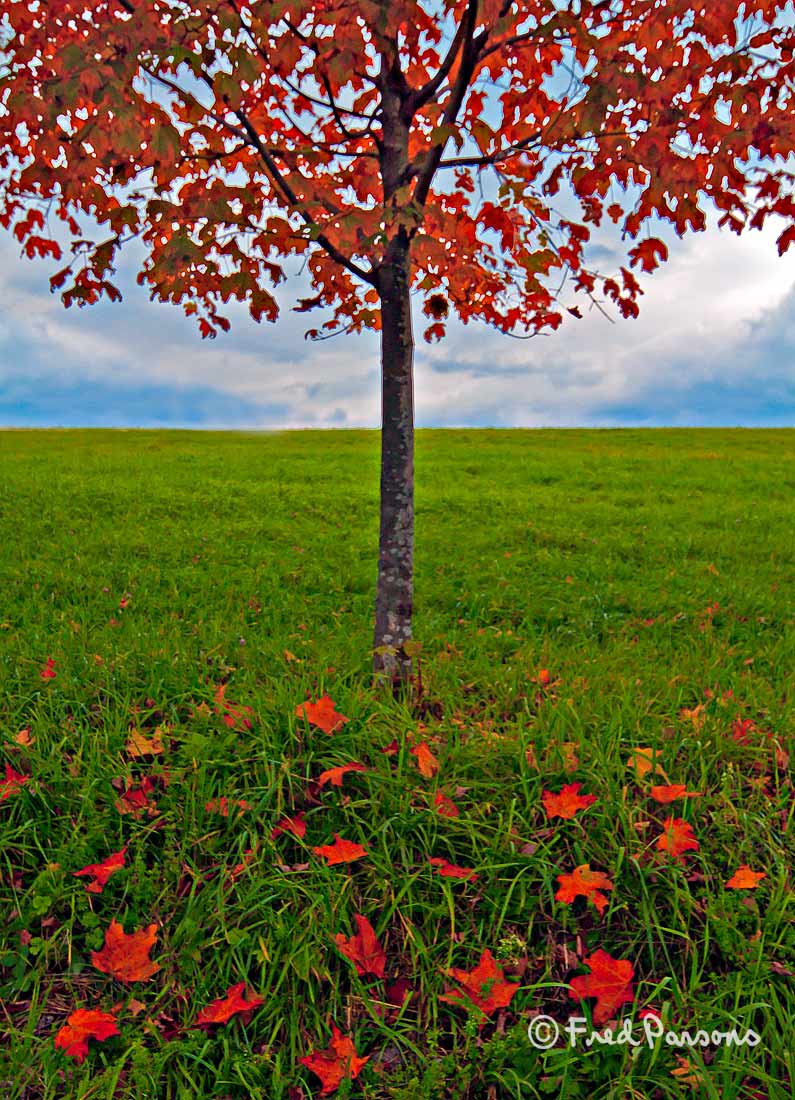 _MG_9084 Tree & Leaves  -  Clevelands Field