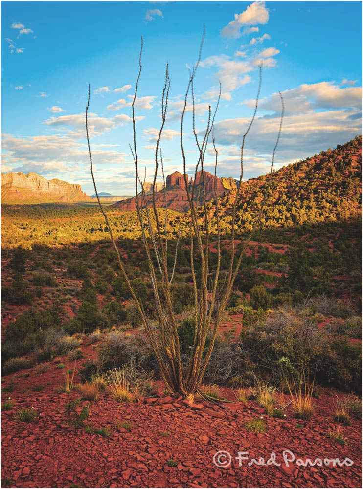 _DSC0536 Ocotillo Vista