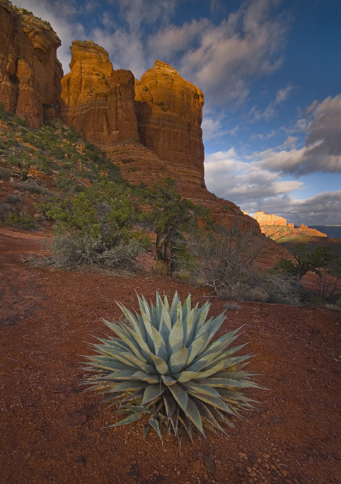 Coffe Pot (Rock) & Agave II