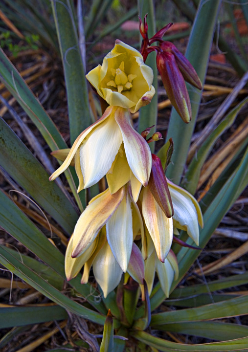 Banana Yucca (see details below)