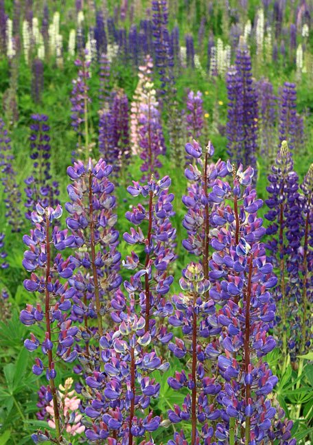 _MG_0192L Lupine Purples (Please pick a favorite from this gallery)
