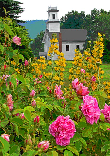 _MG_0291  Flowers & Church (Posterized Image)