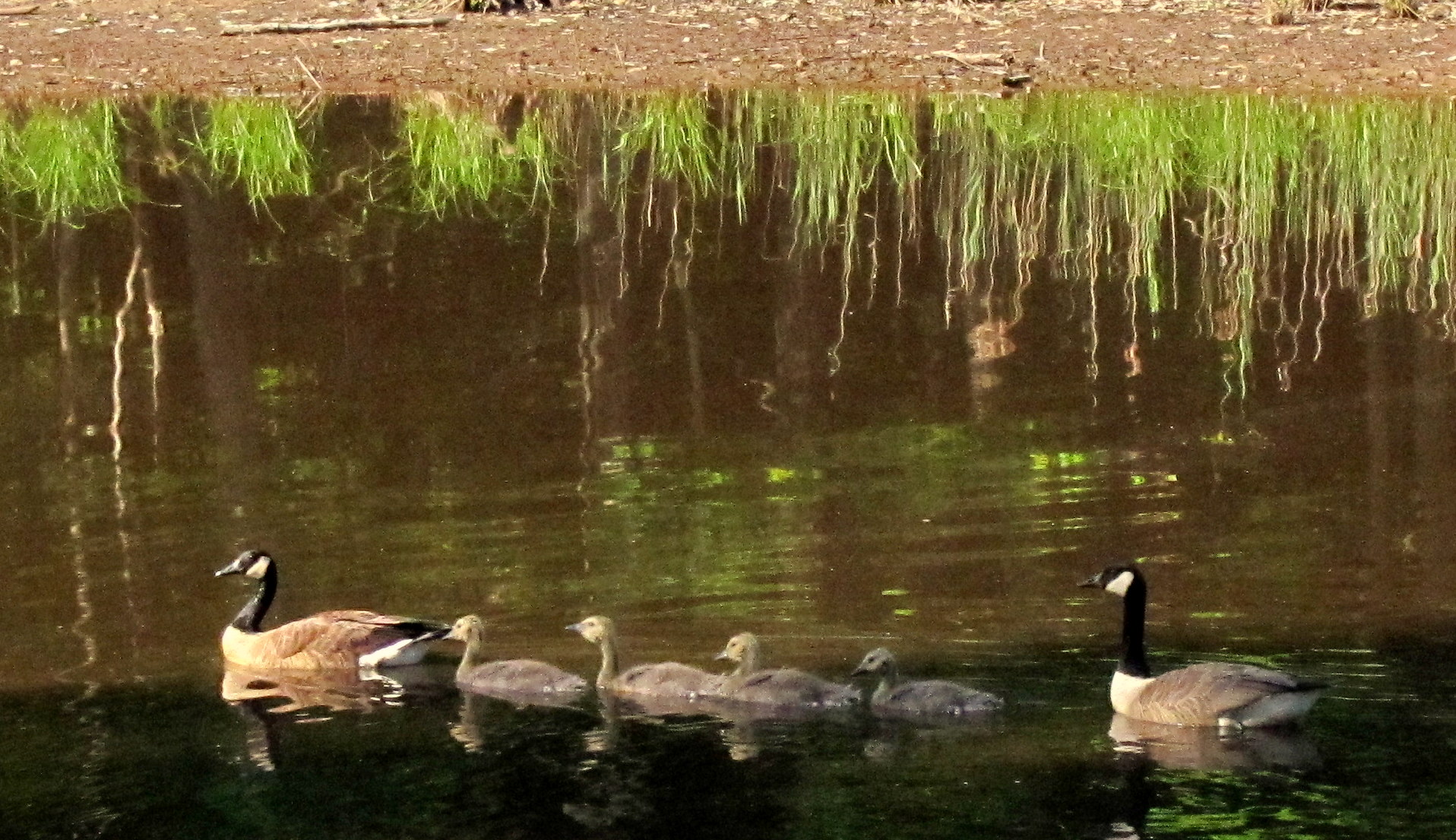 Canada Goose Family