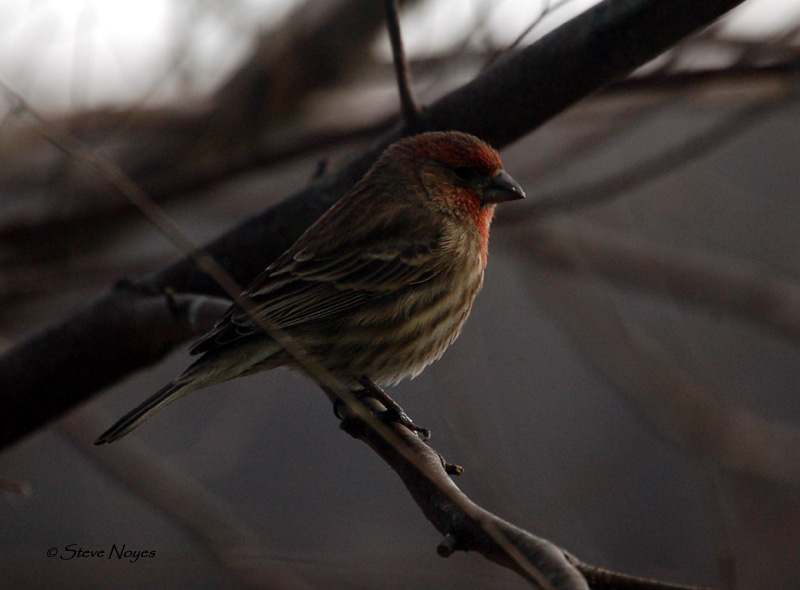 House Finch - male