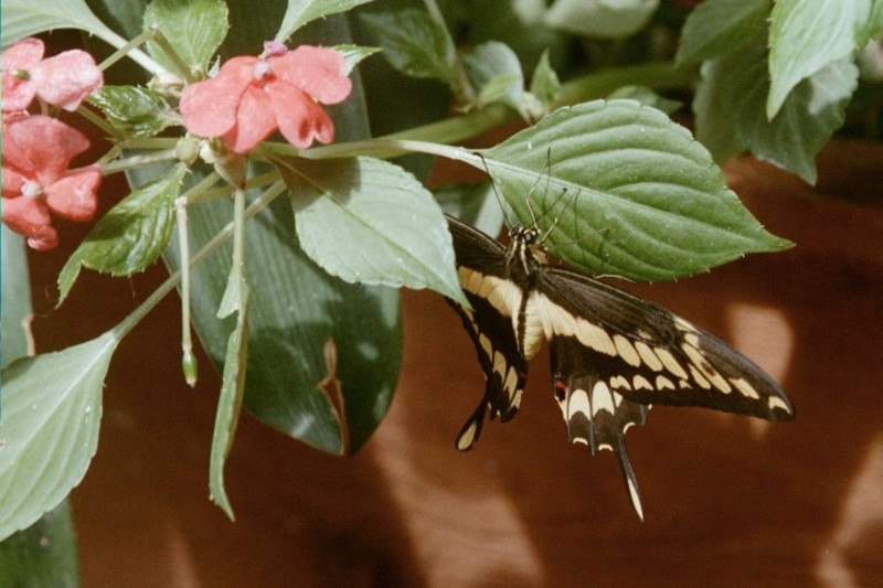 Butterfly Garden