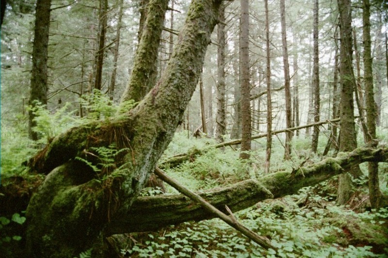 Rain Forest