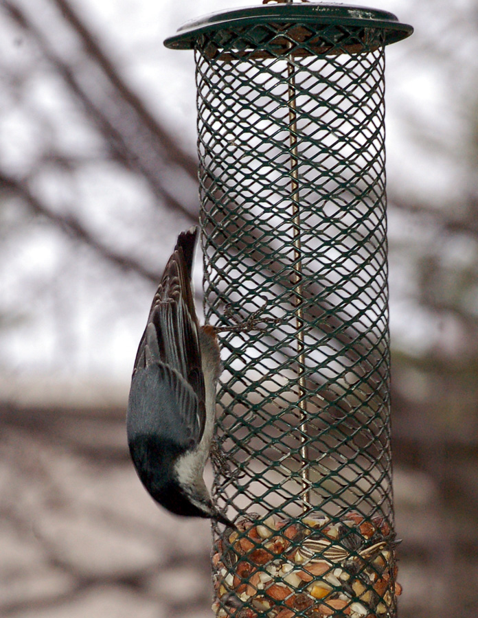 Nuthatch at Feeder