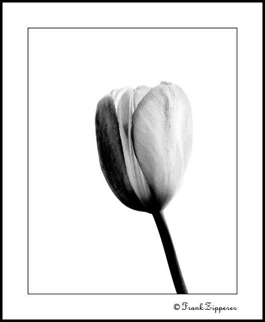 Single Tulip (LE114)