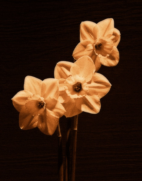Three Daffodils3 (Processed for painterly look)