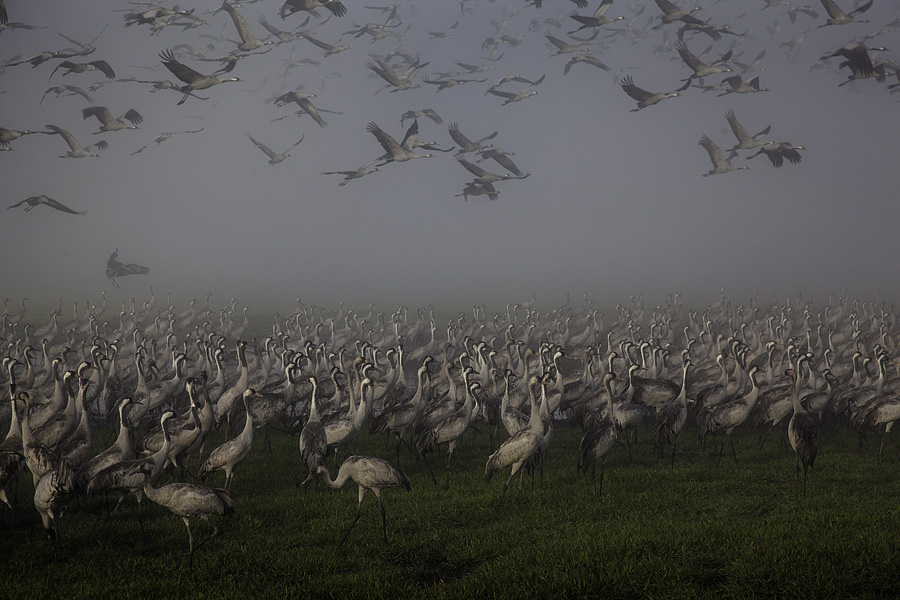 IMG_6470 - Hula Valley 