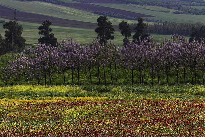 IMG_7971 - Valley of Jezreel 